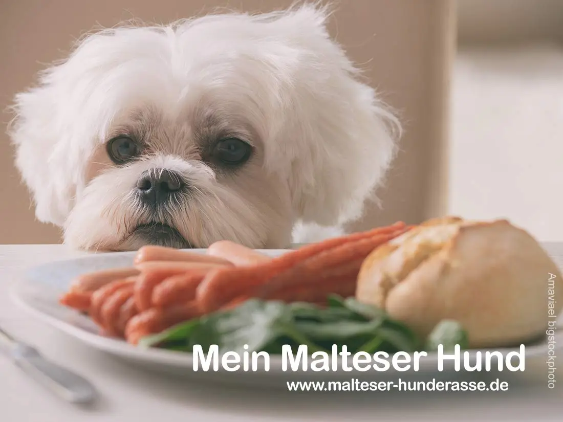Glücklicher Hund mit Xantara Hundefutter