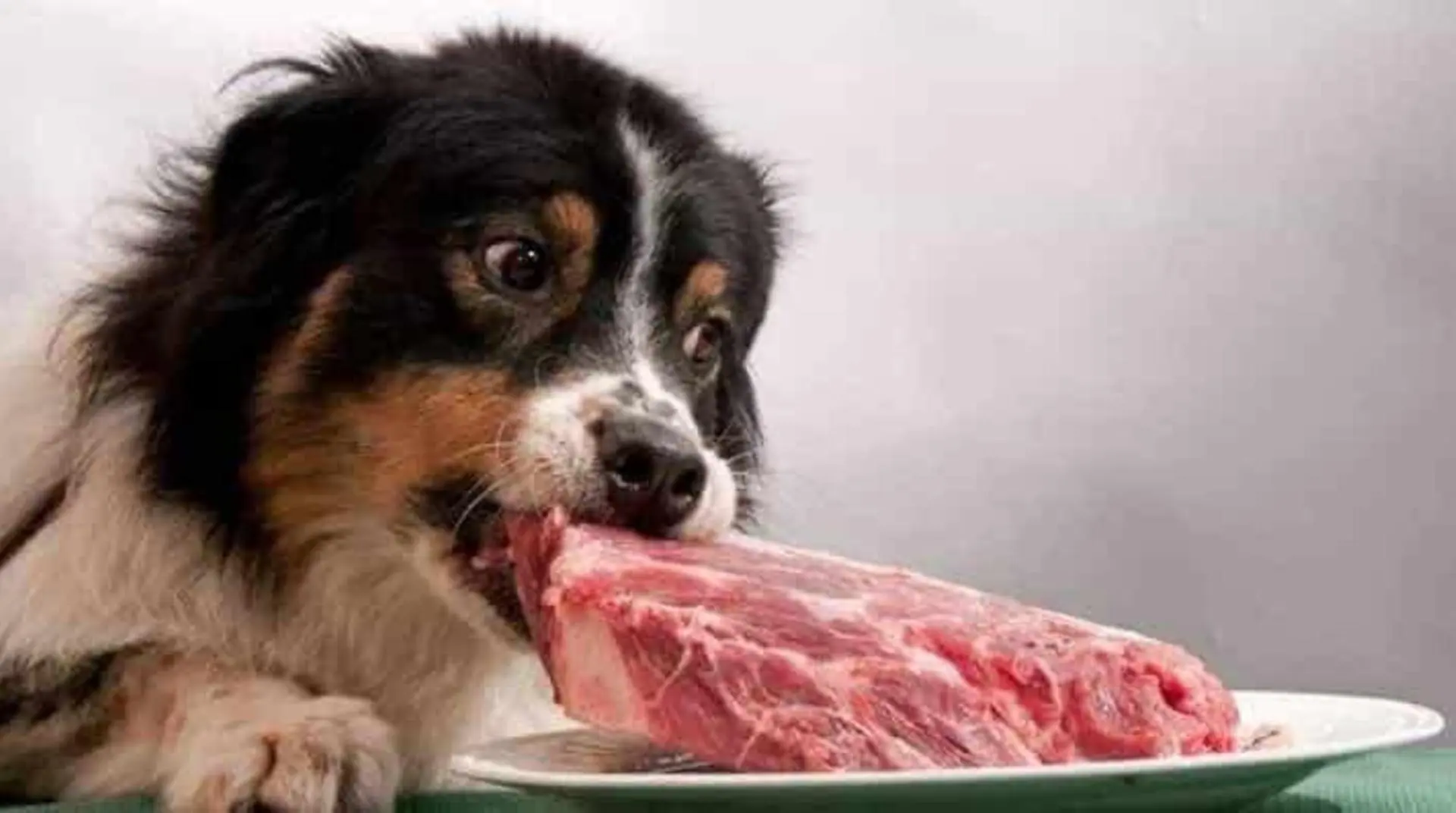hund frisst dosenfutter