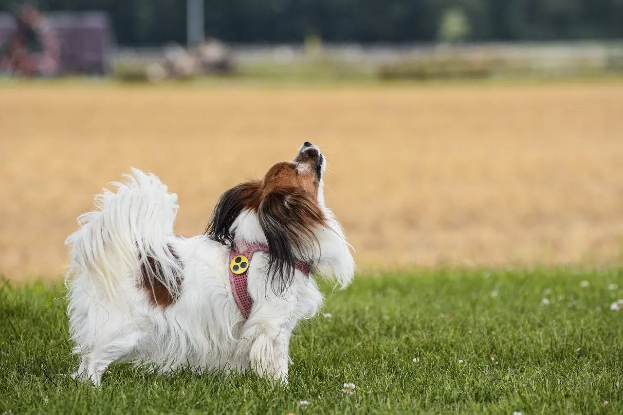 hundefutter josi