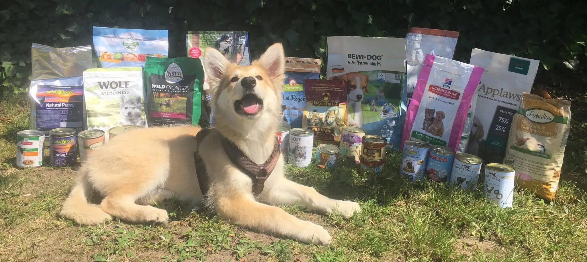 img/josera-welpenfutter-der-perfekte-start-ins-hunde-leben.webp